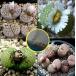  семена 30 шарик li тауп s. Jeury -(Lithops jullii) семена Mix 
