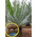  семена 5 шарик носорог шлем libikolarutea(Cycas clivicola subsp lutea)
