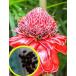  семена 20 шарик фонарь Gin ja-(Etlingera elatior *red*). семена 