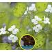  семена 15 шарик белый цветок luna задний . рисовое поле .(... похоже )(Lunaria Biennis var. albiflora)