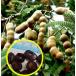  семена 10 шарик ta морской do(Tamarindus indica)