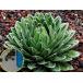  семена 20 шарик агава корзина для рыбы Tria regina (.. снег )(Agave Victoriae Reginae)