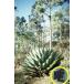  семена 15 шарик агава *montana(Agave montana)