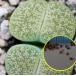  семена 15 шарик li тауп s отсутствует Lee 'VenteriGreen'(Lithops lesliei 'VenteriGreen)
