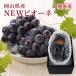 2026 подарок на Bon Festival подарок .. виноград Okayama префектура производство новый pio-ne красный превосходящий товар 1. примерно 500g несессер ввод подарок фрукты 6 месяц последняя декада примерно .. отправка 