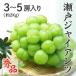  Seto ja Ian tsu красный превосходящий товар большой .3~5. примерно 2kg Okayama префектура Special производство виноград виноград .. фрукты подарок подарок 9 месяц последняя декада примерно .. последовательный отправка 
