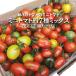 親バカトマトのミニトマト 約7種ミックス1.6kg  ギフト いわき市産 助川農園 農園直送