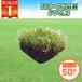  газонная трава сырой натуральный газонная трава tif тонн газонная трава деталь 1 кейс 50 штук ( газонная трава сырой почтовый заказ )