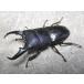 натуральный common ta рогач очень большой *60~64mm одиночный товар Okayama производство 