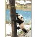  бесплатная доставка 2026 отчетный год dia Lee 1 месяц начало B6 we k Lee Panda CD-1381-PA поздравление жизнь ske Jules . блокнот взрослый симпатичный . мир 8 год животное фотография 