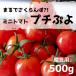  маленький .. помидор примерно 500g.. для подарок для помидор .... маленький pyo бесплатная доставка Miyagi префектура производство ..... Petit Toma to незначительный кожа вишня food