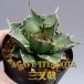  agave chitanota three ..Agave titanota decorative plant . root plant succulent plant 