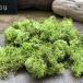  springs зеленый 20g Islay ndo Moss материалы для цветочной композиции ручная работа кошка pohs соответствует 