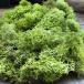  springs зеленый 40g Islay ndo Moss материалы для цветочной композиции ручная работа кошка pohs соответствует 