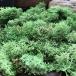  свежий зеленый 40g Islay ndo Moss материалы для цветочной композиции ручная работа кошка pohs соответствует 