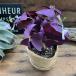  фиолетовый. Mai Uni -k. лист oxalis каждый год ... садоводство 