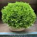  подушка Moss Sera ginela декоративное растение было использовано. .. лес 
