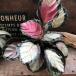 ka Latte a[ rose opikta low ji-][Calathea roseopicta 'Rosy']