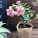 シンフォリカルポス　ピンクのかわいい実　観葉植物