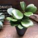  Heart Hoya 4 номер Heart. лист .. суккулентное растение декоративное растение 