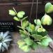  подвешивание ниже редкий средний .. ввод Heart Hoya Rav Rav Heart суккулентное растение интерьер садоводство 