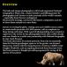 �y�m���z�t�H�g�E�A�[�N �����̔��M [�W���G���E�T�[�g���C] National Geographic The Photo Ark [Joel Sartore] �֘A�摜1