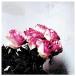 ڼʡCD/Minuano/Love Logic