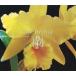  б/у Windows3.1 орхидея The Orchid