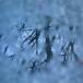 ���ˮ��CD Aimer / Penny Rain[�̾���]