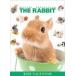 ť THE RABBIT 2021ǯ奫