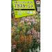  цветок семена aga Star автомобиль [ есть zona смешивание ] 20 шарик (takii вид рассада )[ включая доставку ]aga Star доля лак иссоп ani иссоп aga старт ke