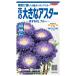  цветок семена цветок. большой астер [...XL голубой ] 100 шарик (sakata. tane)[ включая доставку ] цветок. . вид .....ezogik Satsuma .satsu Magi k садоводство срезанные цветы 