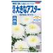  цветок семена цветок. большой астер [...XL белый ] 100 шарик (sakata. tane)[ включая доставку ] цветок. . вид .....ezogik Satsuma .satsu Magi k садоводство срезанные цветы 