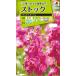  цветок семена stock [ Рождество rouge ] 0.5ml(takii вид рассада )[ включая доставку ] цветок. . вид .. фиолетовый . раздел цветок alase сахалинский таймень ах .... садоводство FST324