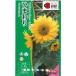  цветок семена подсолнух [ свежий Smile ] 2ml(takii вид рассада )[ включая доставку ] цветок. . вид .. Mukou .hi вокруг солнечный цветок садоводство огород FHM416