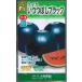  овощи семена чёрная кожа маленький шар арбуз [ когда ... черный ] 7 шарик ( Yamato сельское хозяйство .)[ включая доставку ] овощи вид красный мясо маленький шар запад .. краб .... ... кожа фрукты надеты .. огород 
