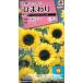  цветок семена подсолнух [sa Martha n Ricci сосна 45] 2ml(takii вид рассада )[ включая доставку ] Mukou .hi вокруг FHM513