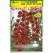  овощи семена мини помидоры [ солнечный Cherry Pure Plus ] 1,000 шарик (tokita вид рассада )[ включая доставку ] san ...-...... высокая температура надеты ... пункт болезнь чуть более выдерживающий болезнь . лето осень *. зима короткий период культивирование 