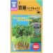  China овощи семена toumyou[ бобы рассада ] 30ml( средний .. вид место )[ включая доставку ]toumyou..... ростки end u бобы зеленый деталь 