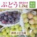  виноград [ sake . виноград .].. набор примерно 1.2kg 2~4. Fukushima префектура date город 