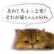 �L �y�b�g �T�v�� �h�N�^�[�}�}�� �h���h���Ƃ�ł����`(���L�p) ���^�C�v �k�q�� �~�~�Y�H�i �|�Y 20������ �V�L ���� �֘A�摜2