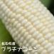  average sugar times 20 times Tottori prefecture north . block production farm mountain side san platinum corn 5 pcs set normal temperature white maize 