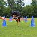  собака Agility тренировка кукуруза paul (pole) комплект Agility собака Jump балка бег с препятствиями собака для собака препятствие предмет акционерное общество .. состязание .. тренировка Jump 
