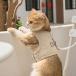  кошка для симпатичный домашнее животное Harness легкий лучший type установка и снятие простой Lead приложен кошка. прогулка выход товары удобный Fit шлейка комплект 