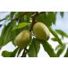 ���A�[�����h �󂠂� 1kg ���E���H�T�� �J���t�H���j�A�Y �A�����J�Y �i�b�c ���� ���� ���Y�� �i�b�c �Ɩ��p ���ٍޗ� ���؂� �����p �֘A�摜4