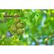 �󂠂� �N���~ �� 1���� ���E���H�T�� �A�����J�Y LHP �i�b�c ���� ���� �����p �������H �Ɩ��p ���ٍޗ� ������� �ӓ� �֘A�摜4