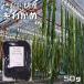  нить . черепаха 50g.. производство небо день высушенный бакалейные продукты магазин. низ сила водоросли вакамэ . ткань местного производства внутренний производство Tokushima префектура производство сухой . черепаха высушенный водоросли вакамэ внутренний производство 