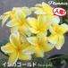 ( reservation commodity 6 month middle . about .. shipping ) plumeria seedling in ka Gold 5 number pot * standard goods kind *