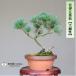  bonsai ... leaf pine [ large ..] mini bonsai [...Online]