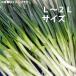 [12 месяц сверху . отправка ].. лук порей земля лук порей futoshi L-2L 3kg в коробке Gifu префектура .. высота гора подарок по случаю конца года лук-батун . включение в покупку не возможно дата указание не возможно включая доставку * Hokkaido 1000 иен, Okinawa 1200 иен отдельный необходимо 